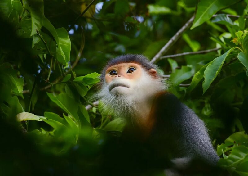Cuc Phuong National Park in Ninh Binh