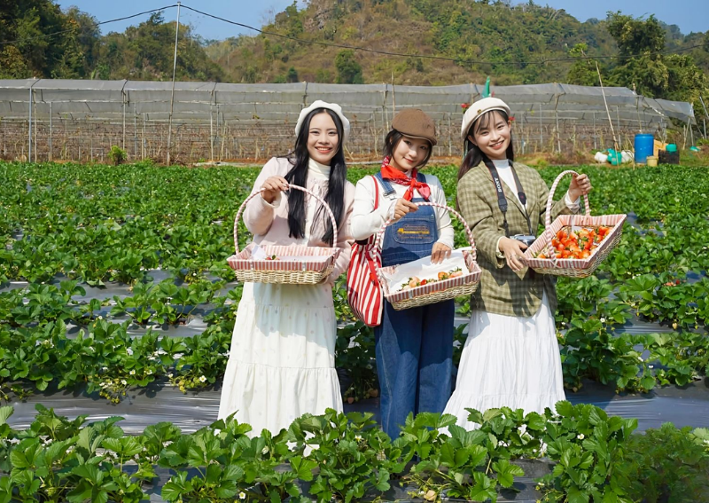 What to Eat in Moc Chau - Moc Chau Strawberries
