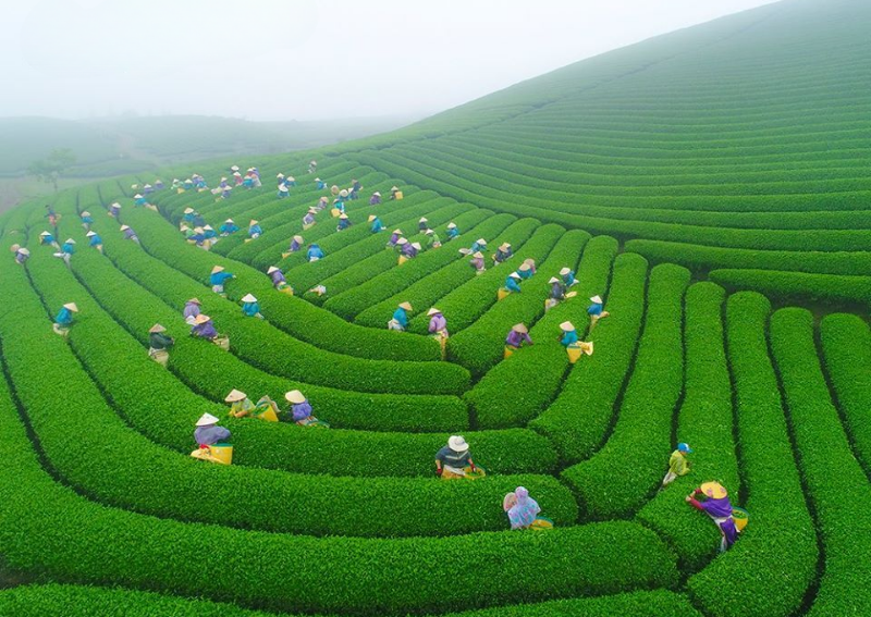 Moc Chau Tea Hills Vietnam