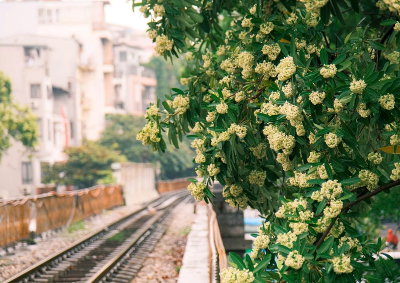 Why Hoa Sữa Became the Symbol of Hanoi Autumn