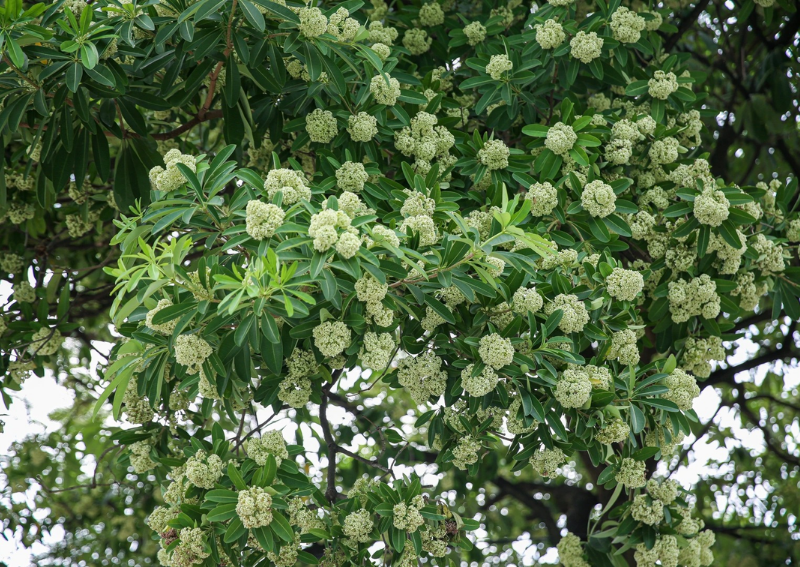 Hoa Sữa Hanoi 2026: The Fragrant Milk Flower That Defines Autumn in Hanoi