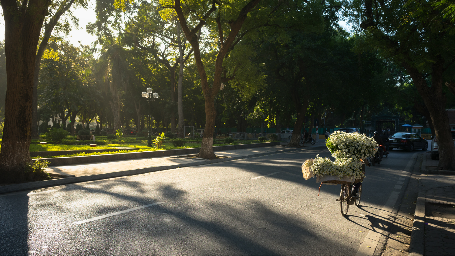 Winter in Hanoi: White Daisies