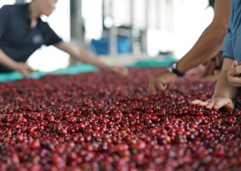 Where Vietnamese Coffee Comes From- Vietnamese coffee guide