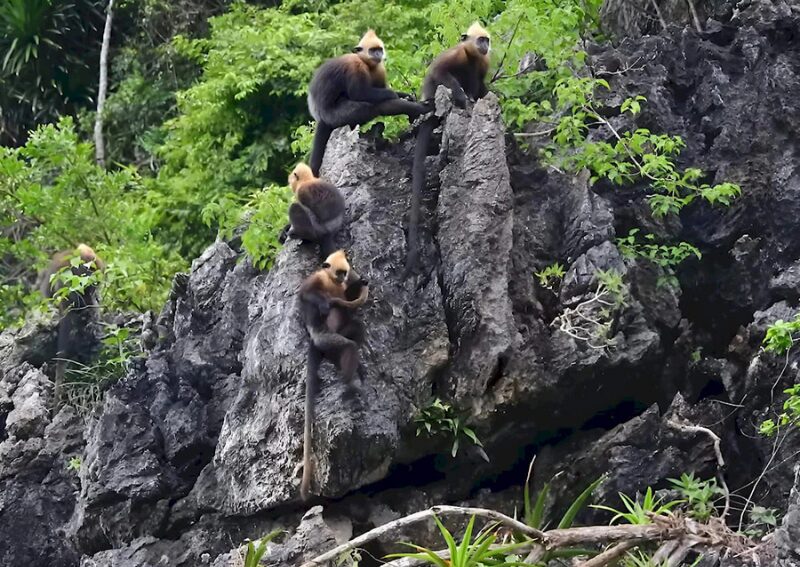 Cat Ba Island - Monkey Island