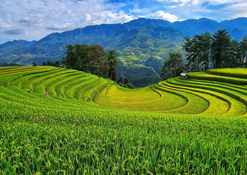 What to Do in Mu Cang Chai - Mong Ngua Hill (Horseshoe Terraces)
