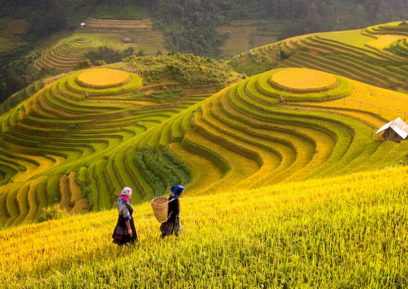 What to do in Sapa - Muong Hoa Terraced Fields