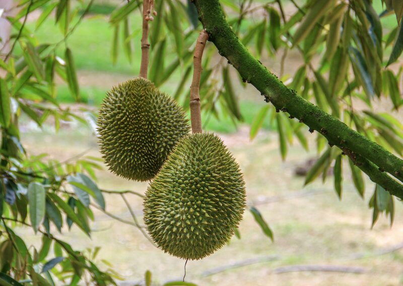 Durian (Sầu Riêng) - Vietnamese fruits you must try