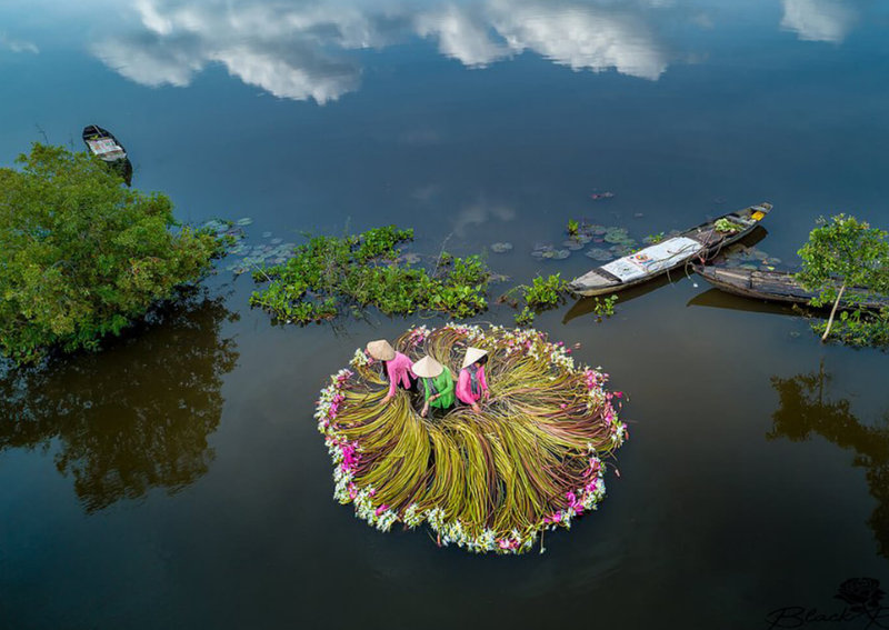 What to Do in the Mekong Delta Vietnam: Dong Thap Lotus Harvest