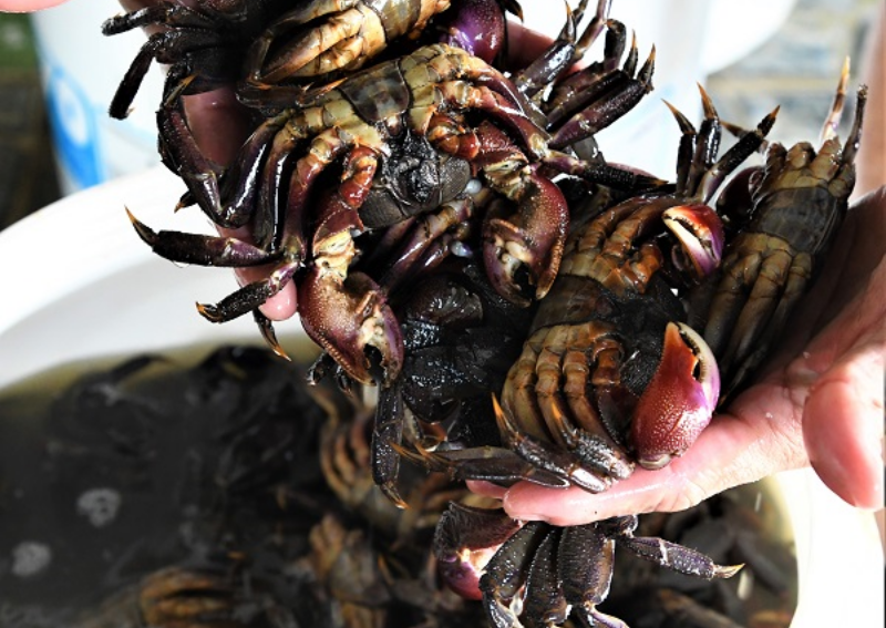 What to Eat in Ca Mau Vietnam - Ba khia (fermented mangrove crab)