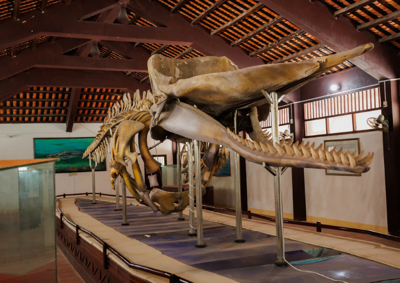 What to See in Phu Quy Island - Van An Thanh Whale Temple