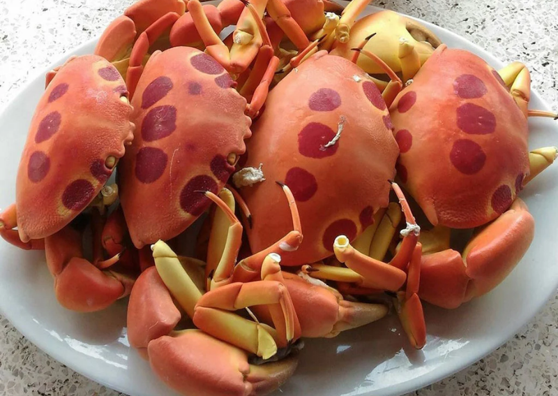 What to Eat in Phu Quy Island - Phu Quy Moon Crab